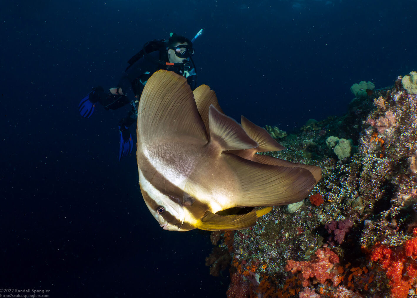 Platax teira (Longfin Spadefish)