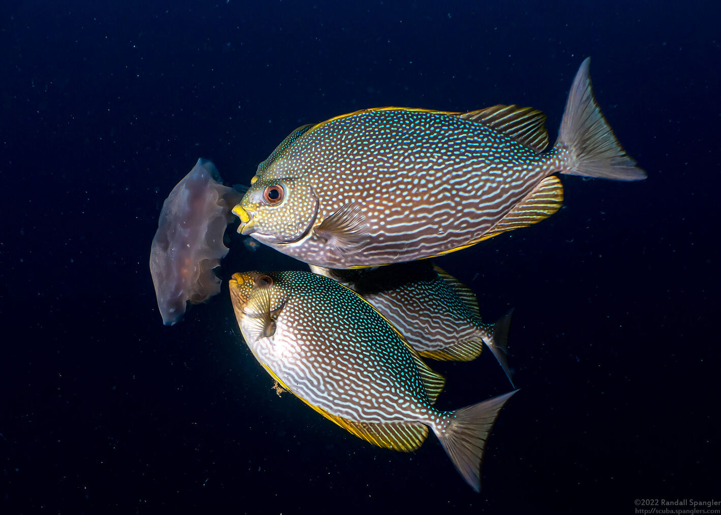 Siganus javus (Java Rabbitfish)