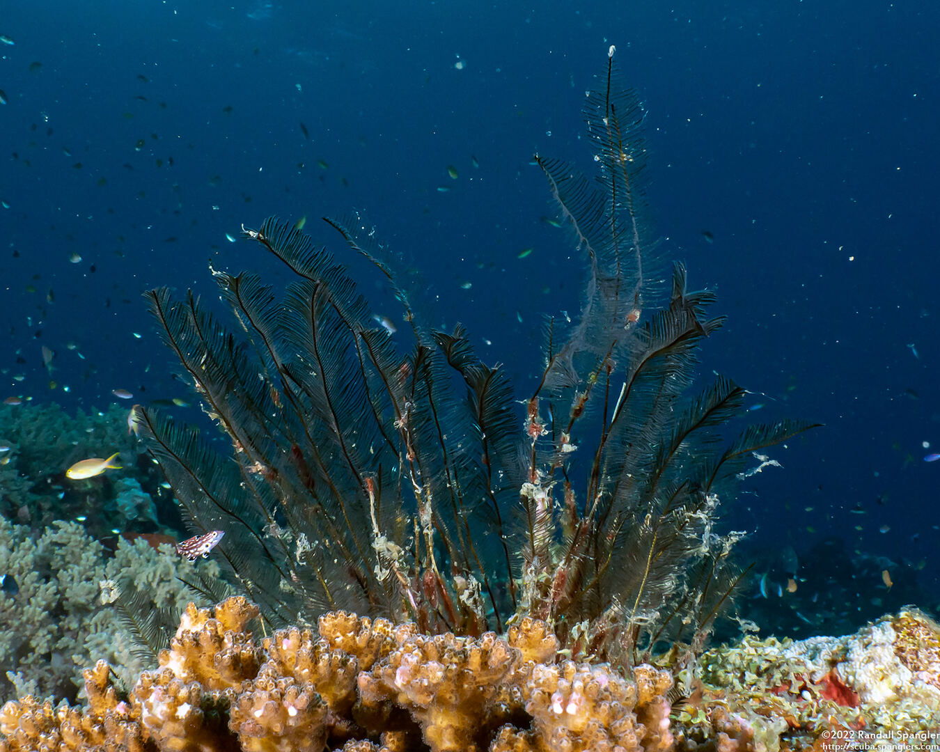 Gymnangium hians (Feather Hydroid)