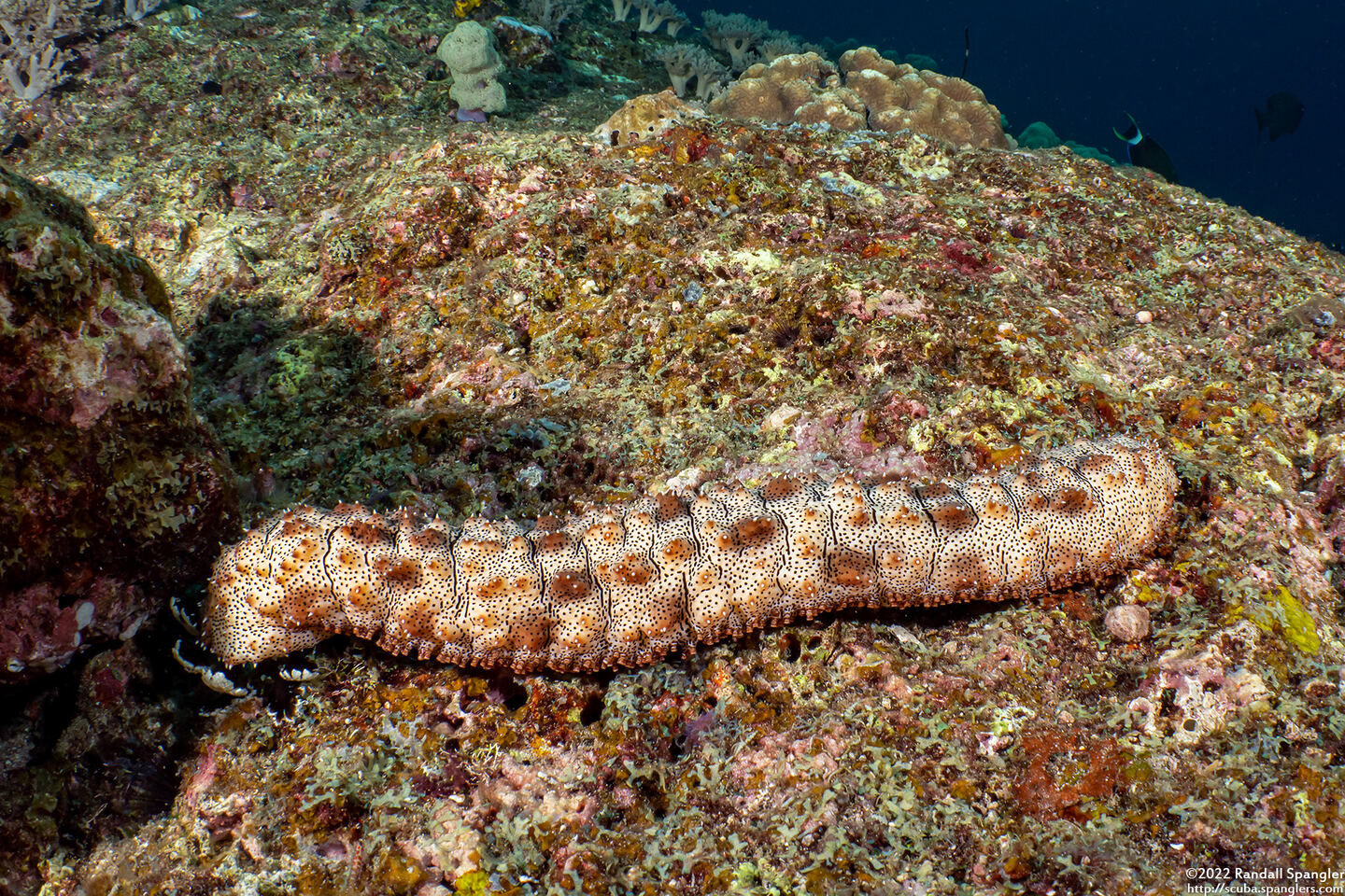 Pearsonothuria graeffei (Blackspotted Sea Cucumber)