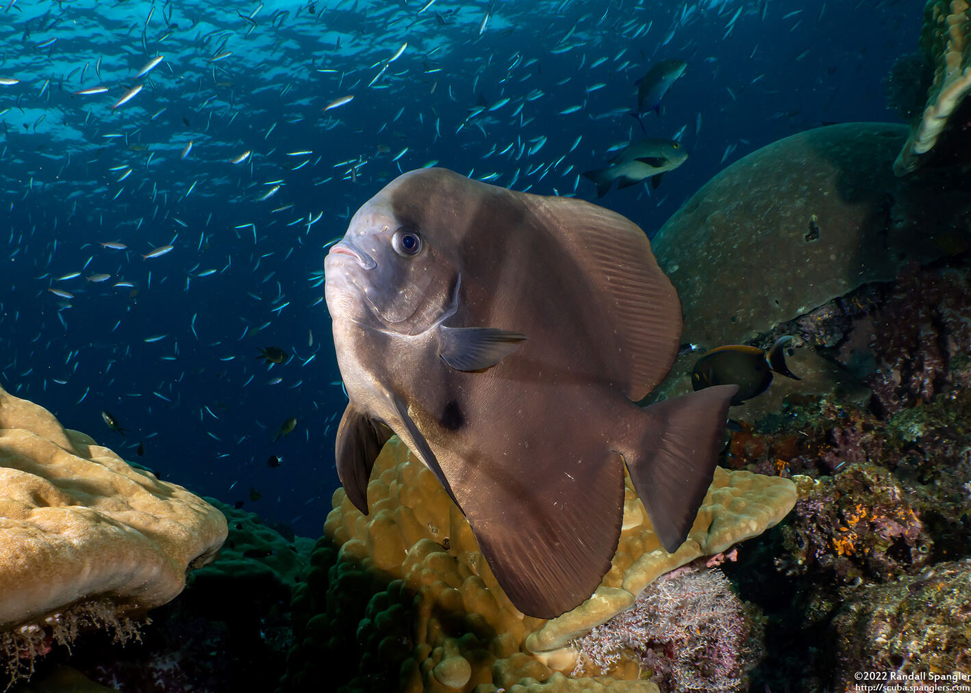 Platax teira (Longfin Spadefish)