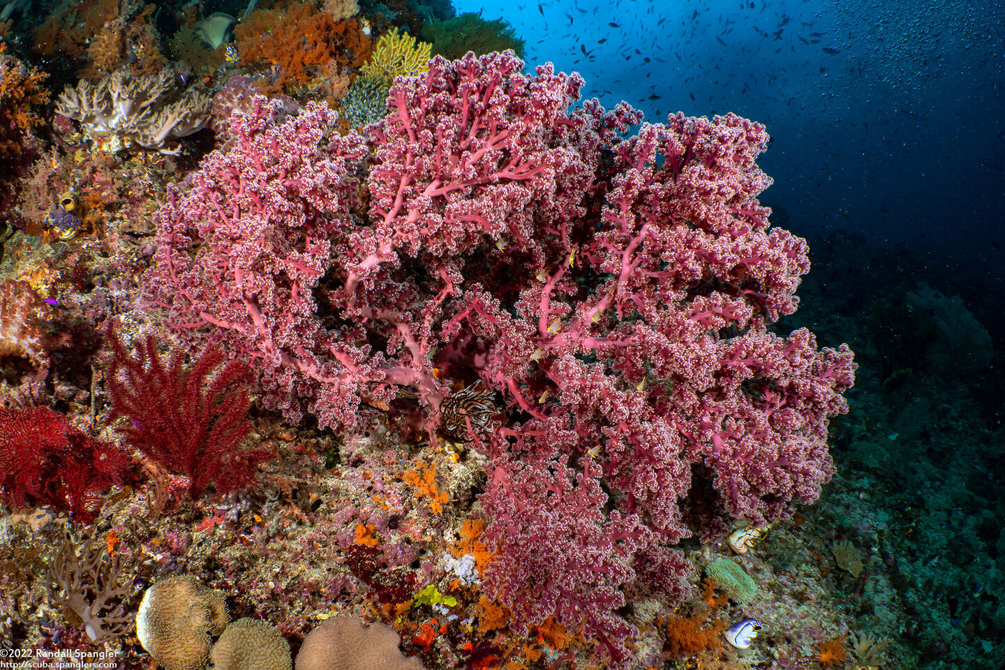 Siphonogorgia sp.2 (Siphonogorgia sp.2)