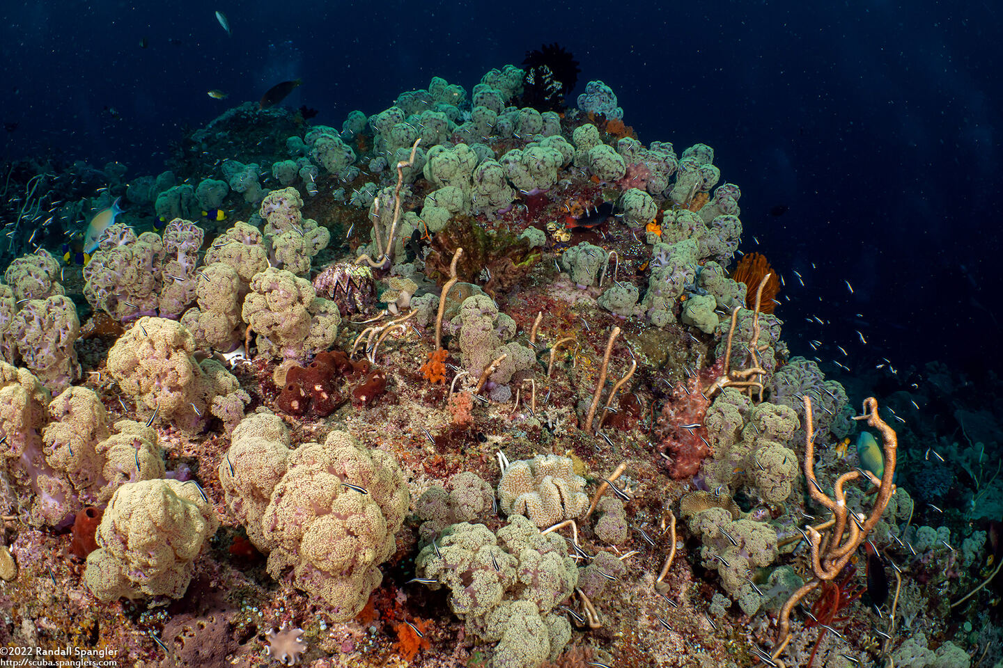 Dendronephthya sp.1 (Dendronephthya)