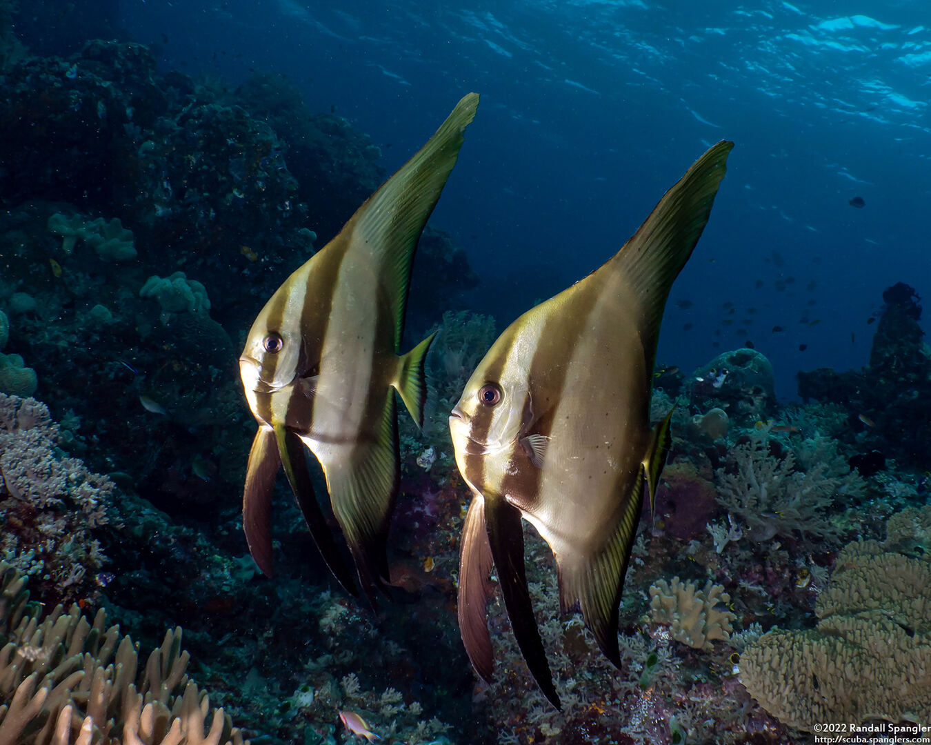 Platax teira (Longfin Spadefish)