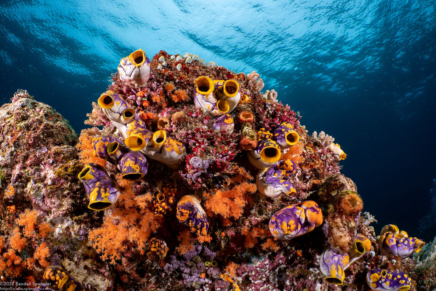 Polycarpa aurata (Ink-Spot Sea Squirt)