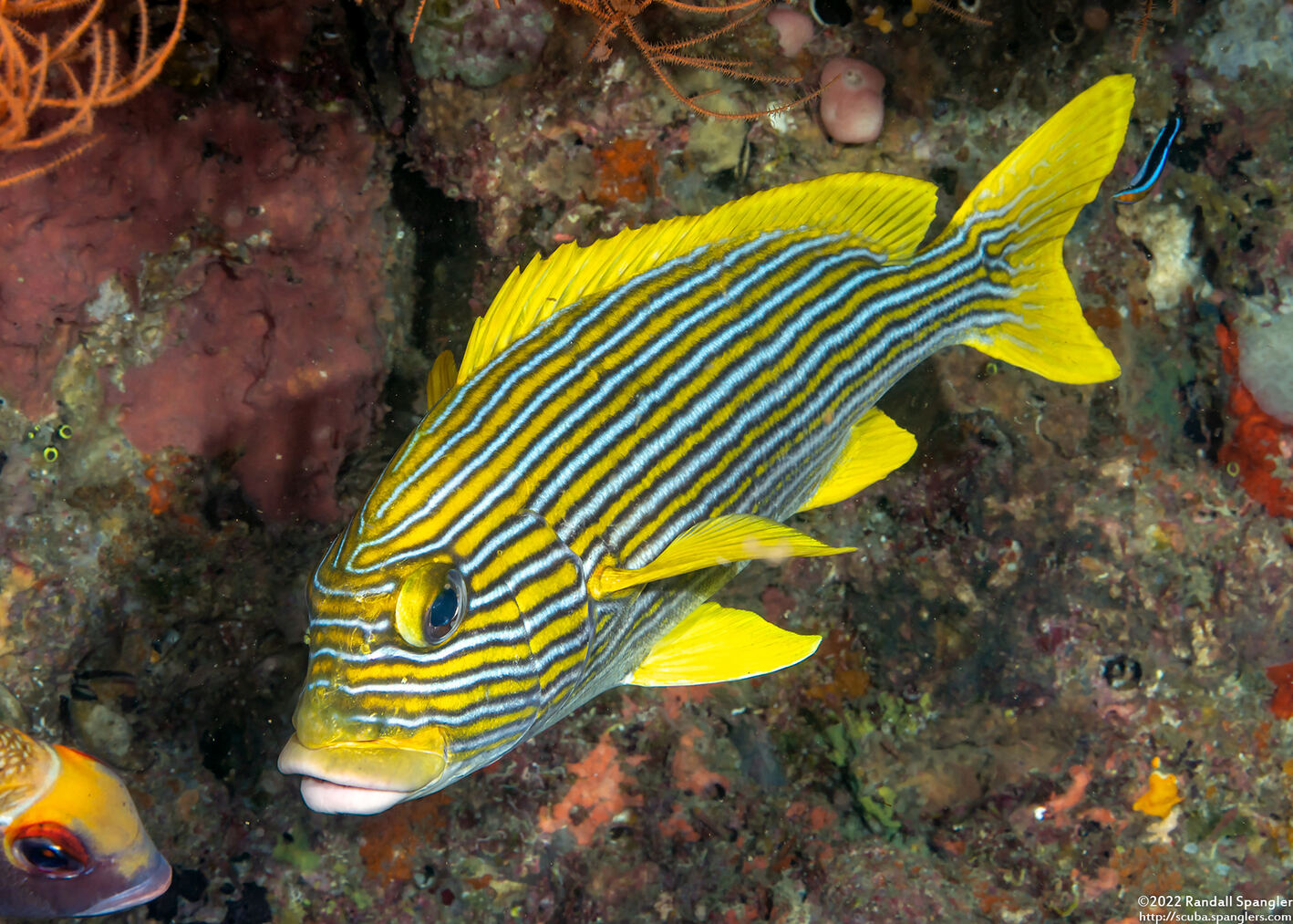Plectorhinchus polytaenia (Ribbon Sweetlips)