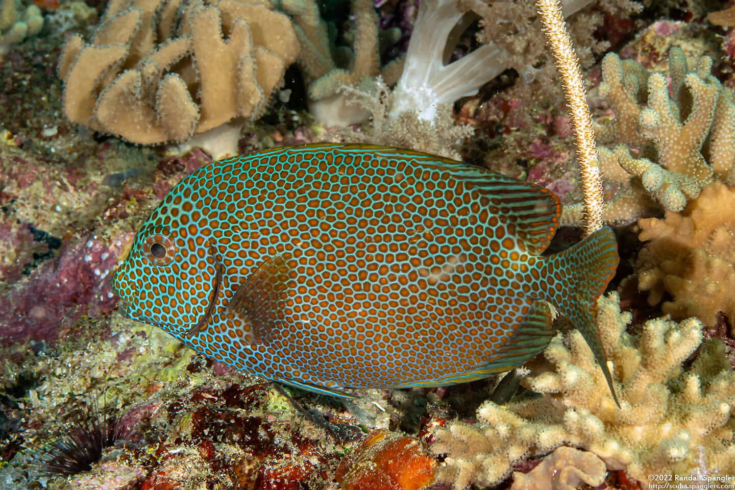 Siganus punctatus (Gold-Spotted Rabbitfish)