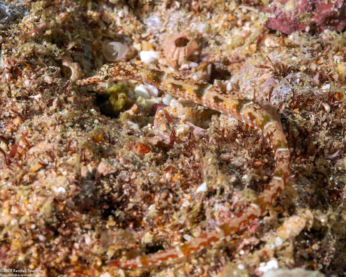 Corythoichthys benedetto (Broken-Bands Pipefish)