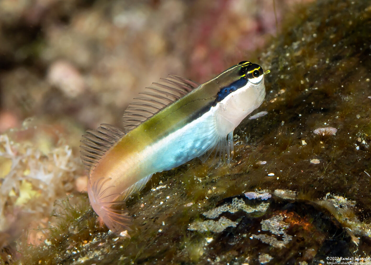 Ecsenius bandanus (Banda Coralblenny)