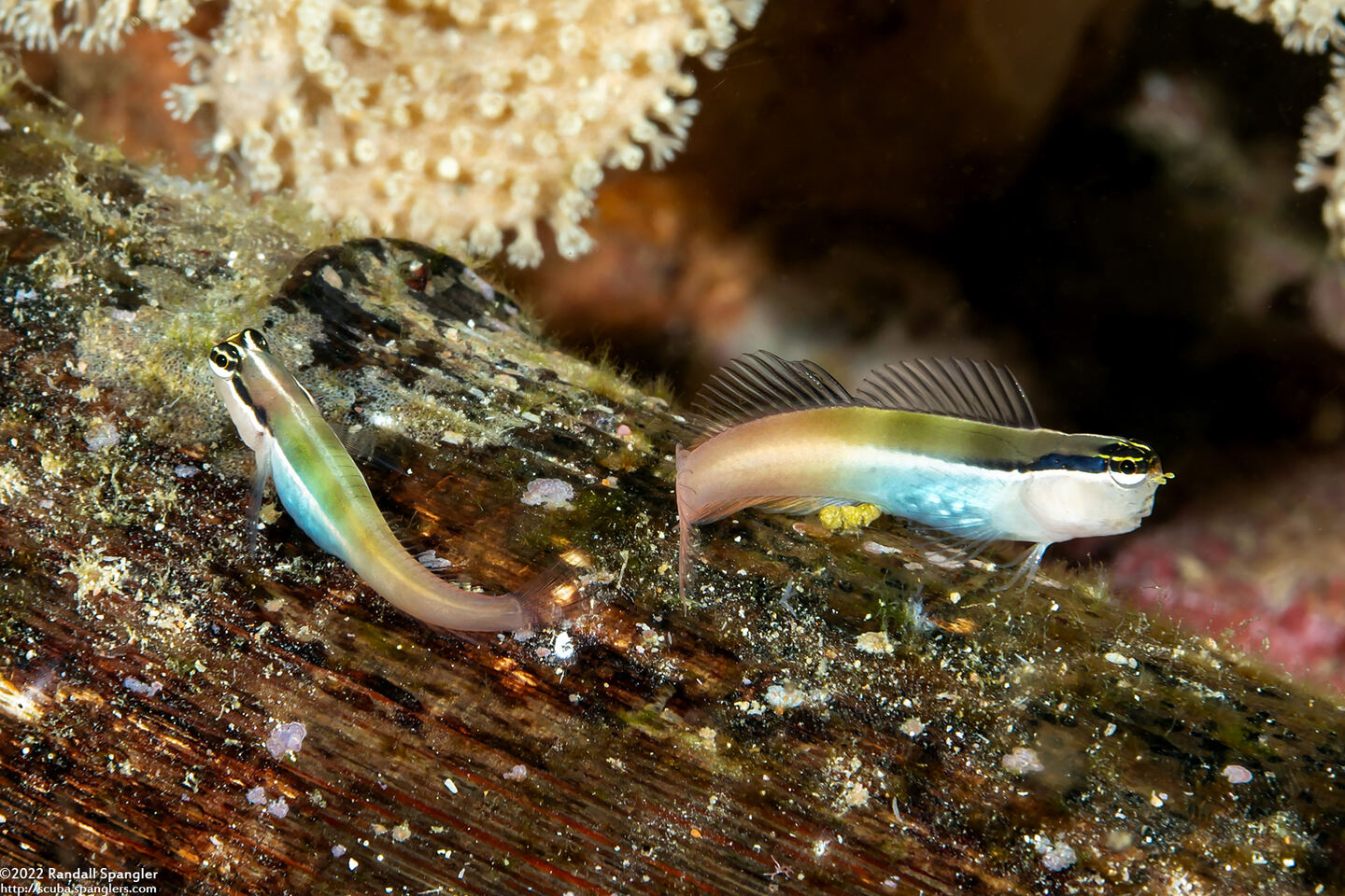 Ecsenius bandanus (Banda Coralblenny)
