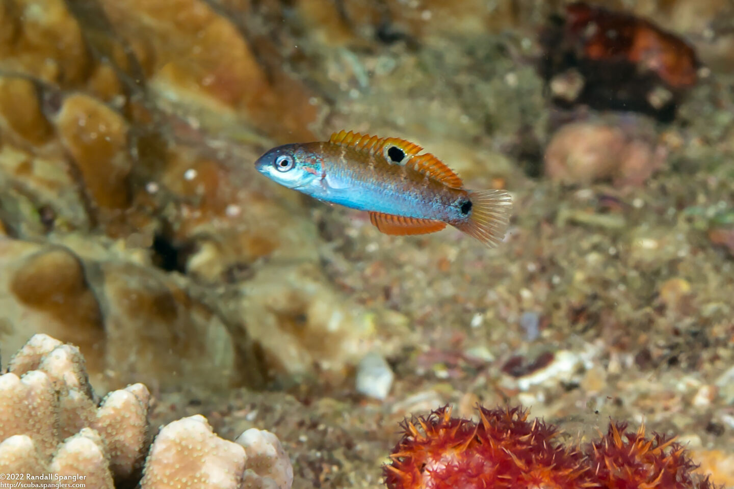 Thalassoma lunare (Crescent Wrasse); Tiny juvenile