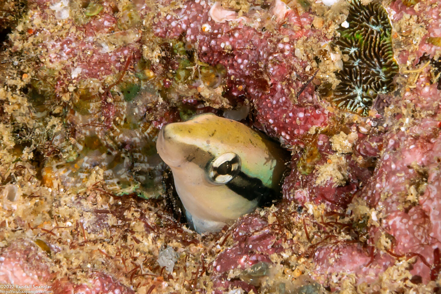 Aspidontus dussumieri (Slender Sabretooth Blenny)