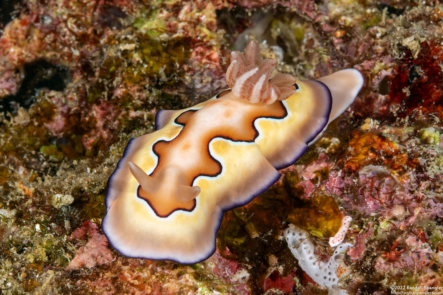 Goniobranchus coi (Co's Chromodoris)