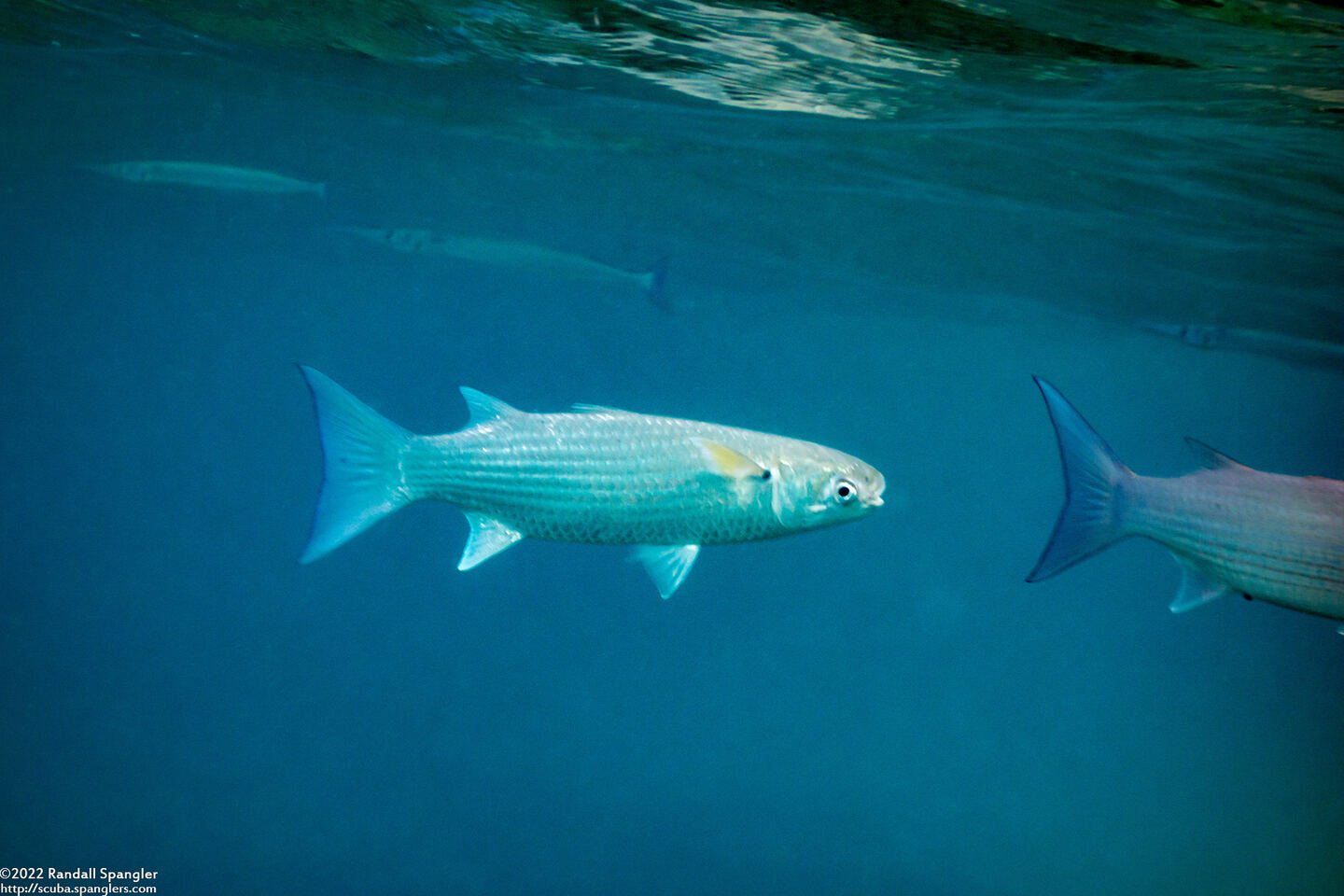 Crenimugil seheli (Bluespot Mullet)