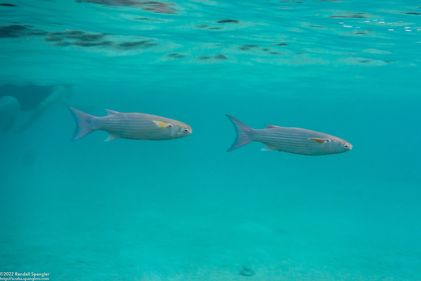 Crenimugil seheli (Bluespot Mullet)