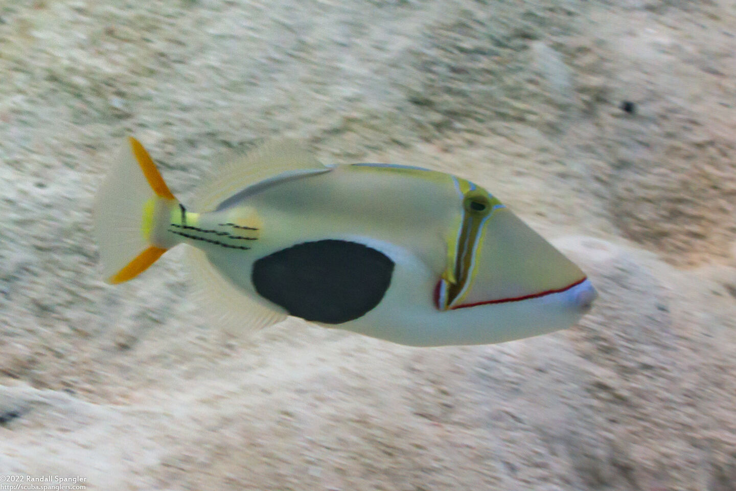 Rhinecanthus verrucosus (Blackpatch Triggerfish)