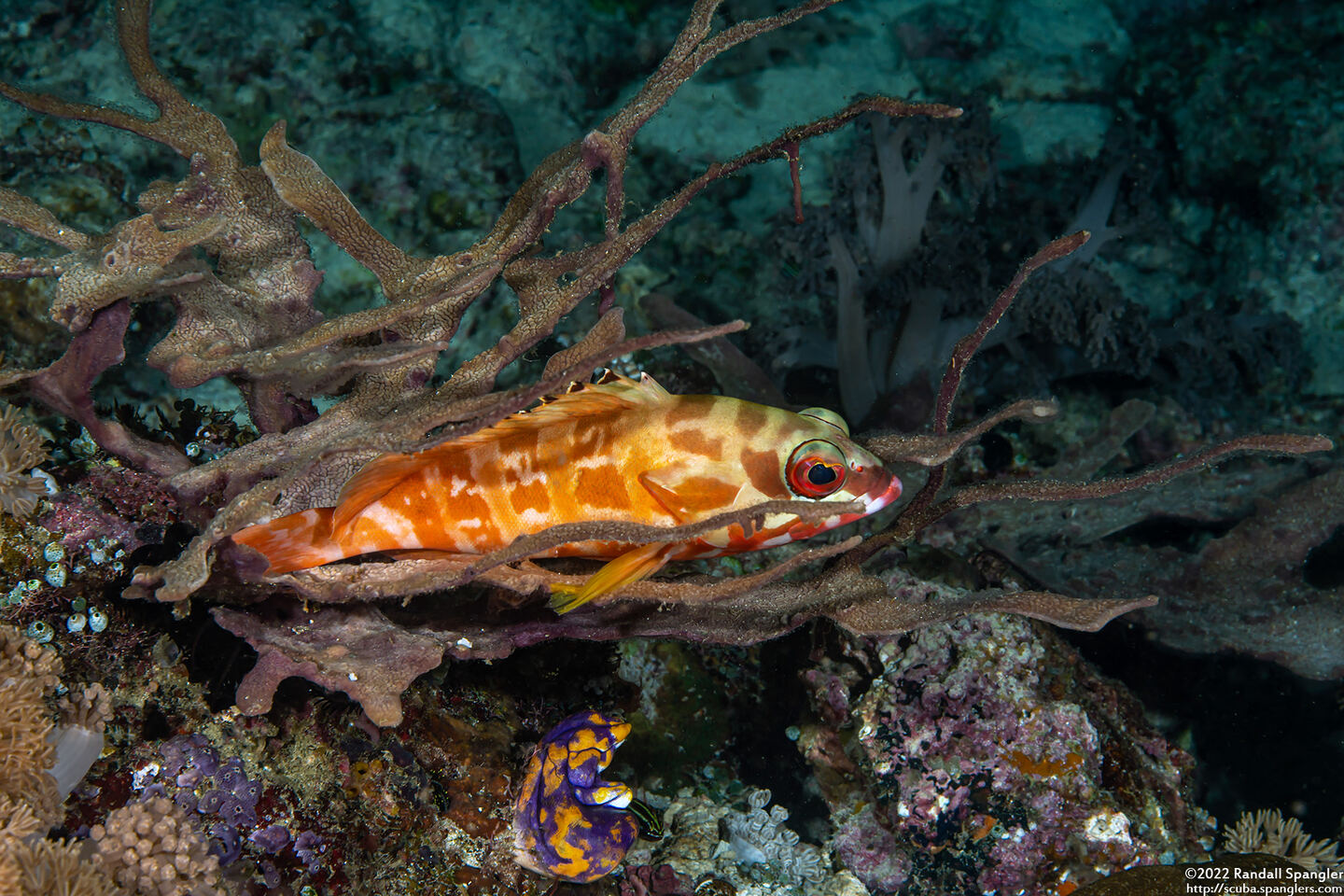 Epinephelus fasciatus (Blacktip Grouper)