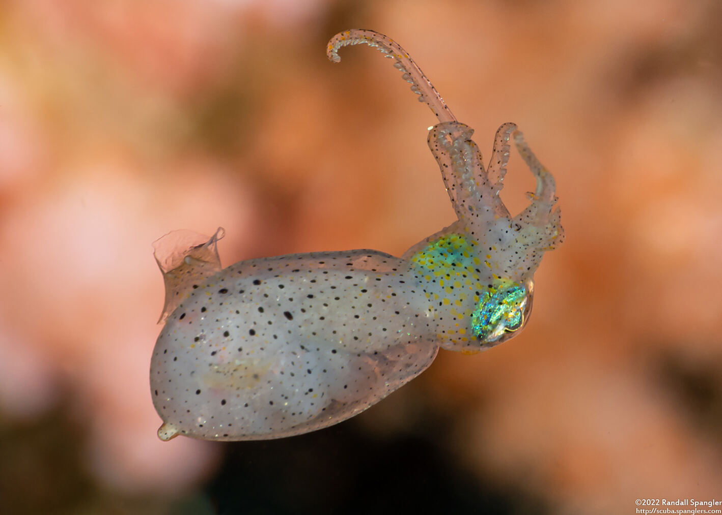 Idiosepius sp.1 (Pygmy Squid)