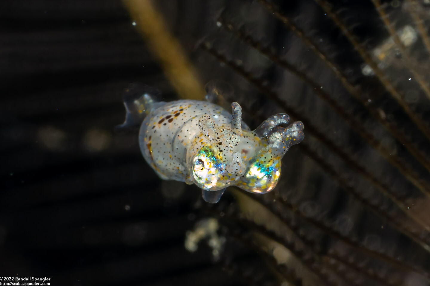 Idiosepius sp.1 (Pygmy Squid)