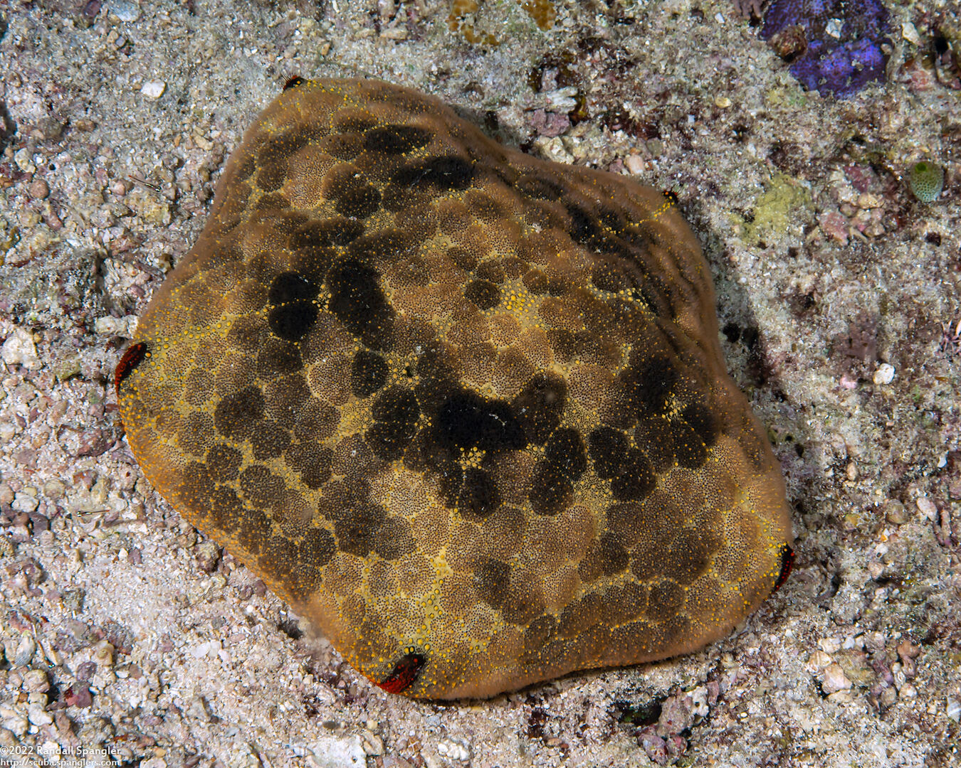 Culcita novaeguineae (Cushion Star)