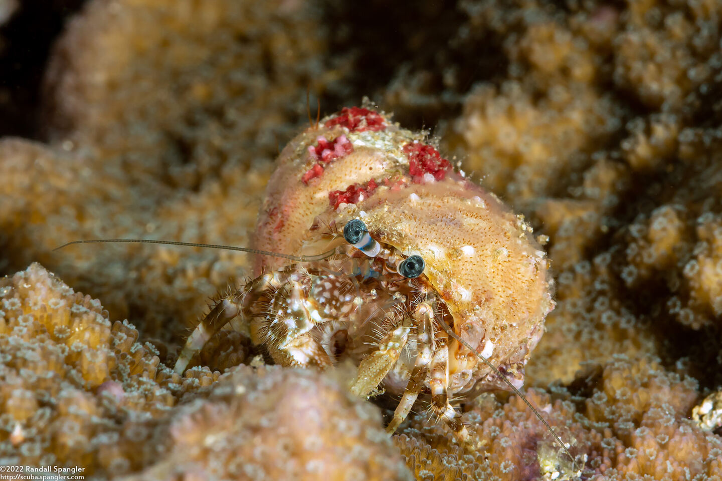 Pagurus sp.1 (Blue-Banded Pagurus)