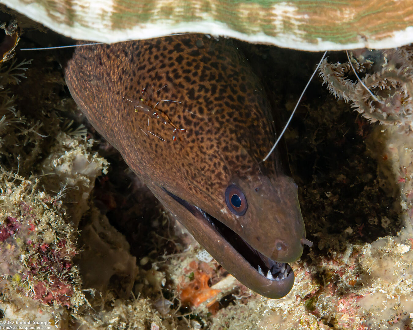 Gymnothorax javanicus (Giant Moray)
