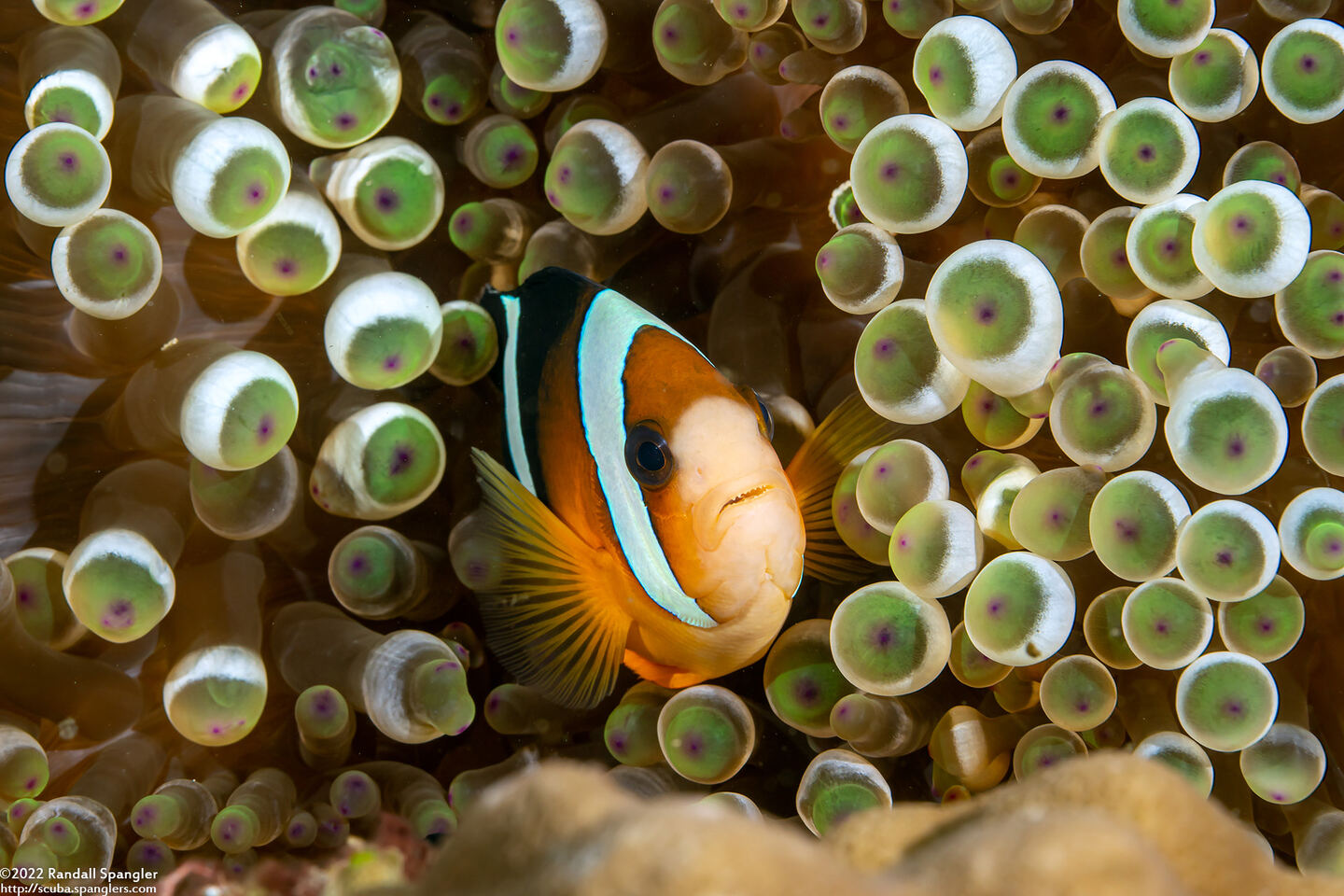 Amphiprion clarkii (Clark's Anemonefish)