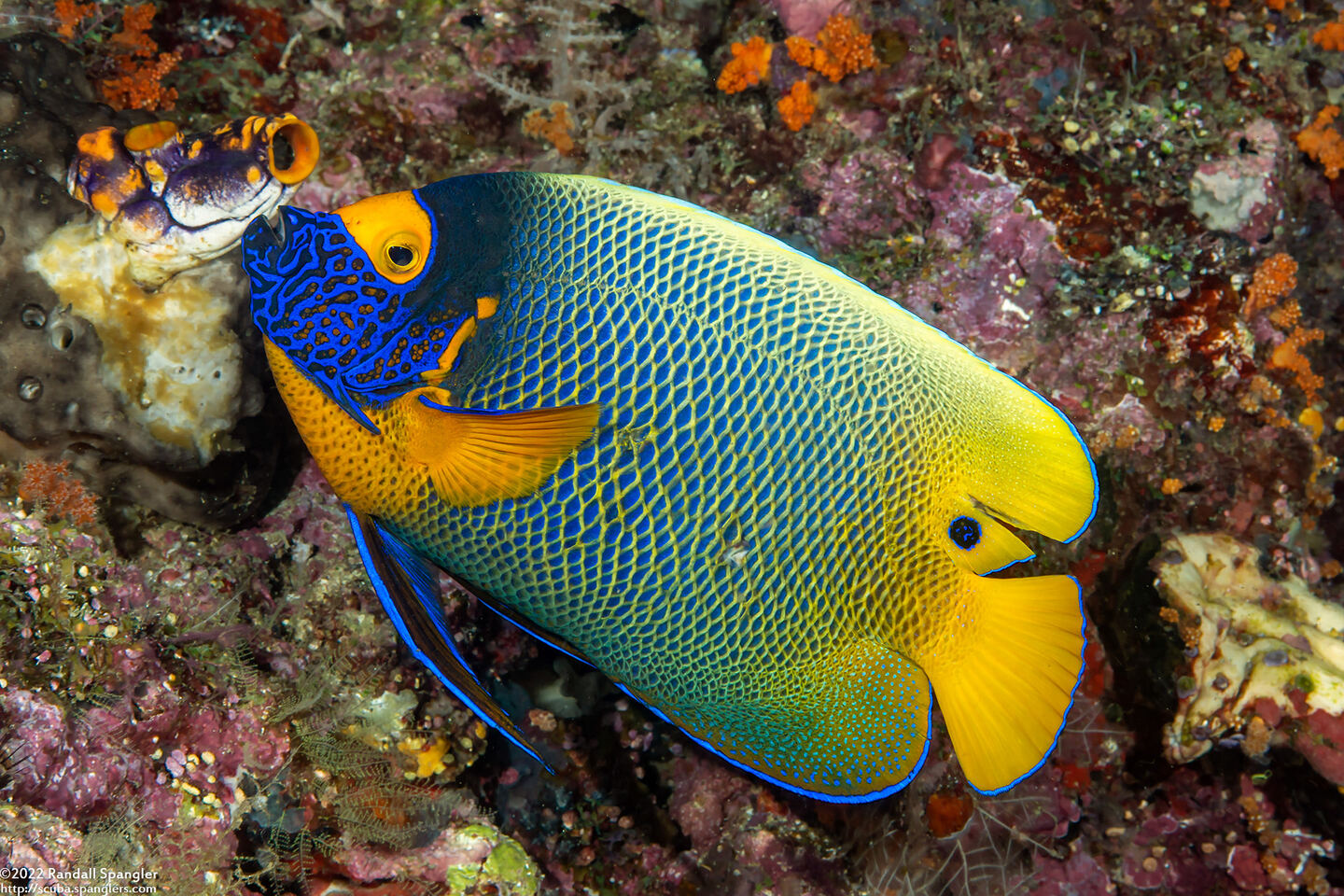 Pomacanthus xanthometopon (Yellow-Mask Angelfish)