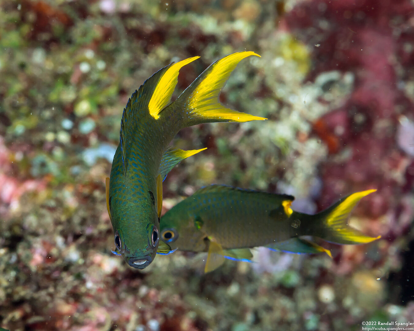 Neopomacentrus cyanomos (Regal Demoiselle)