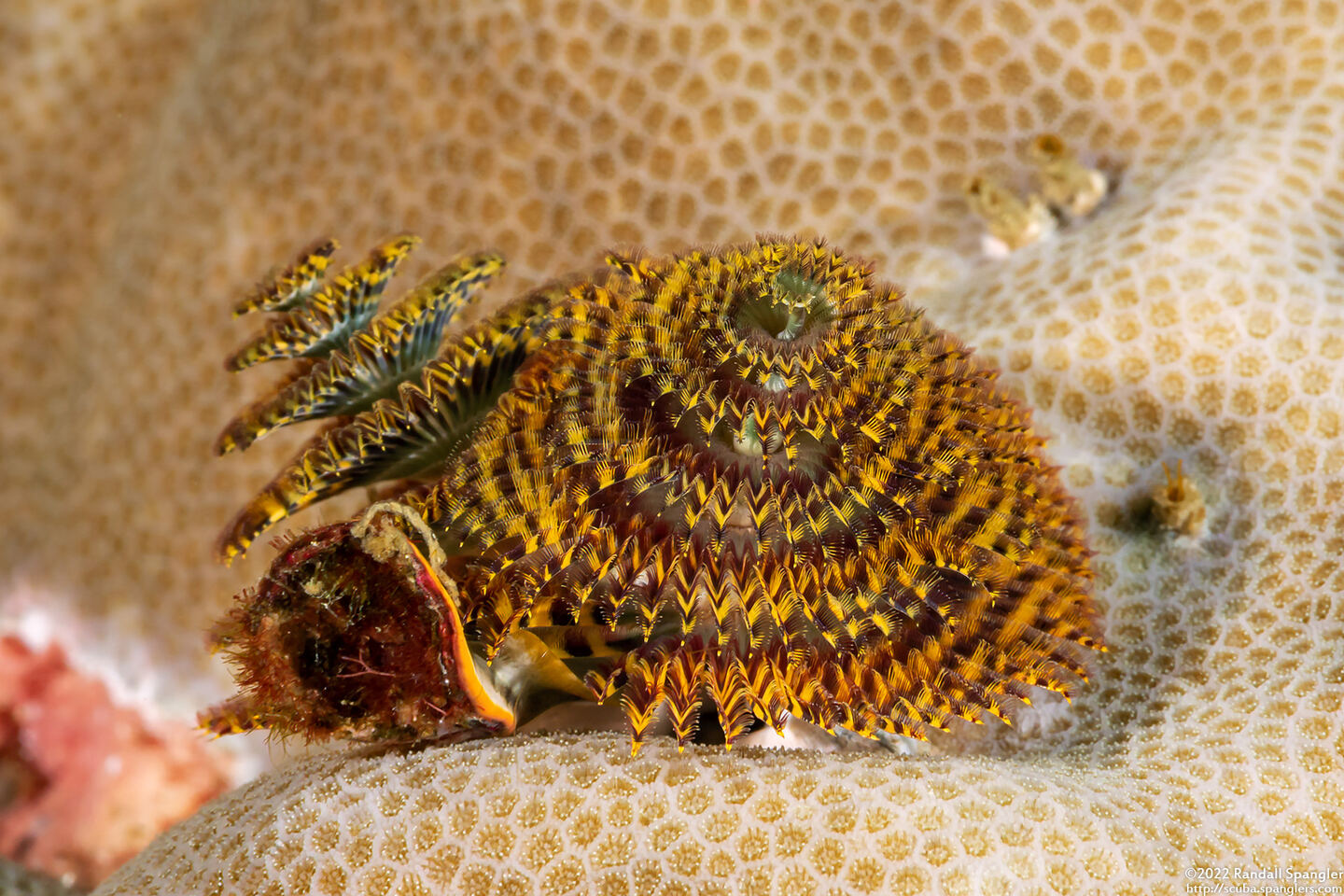 Spirobranchus sp.1 (Christmas Tree Worm)