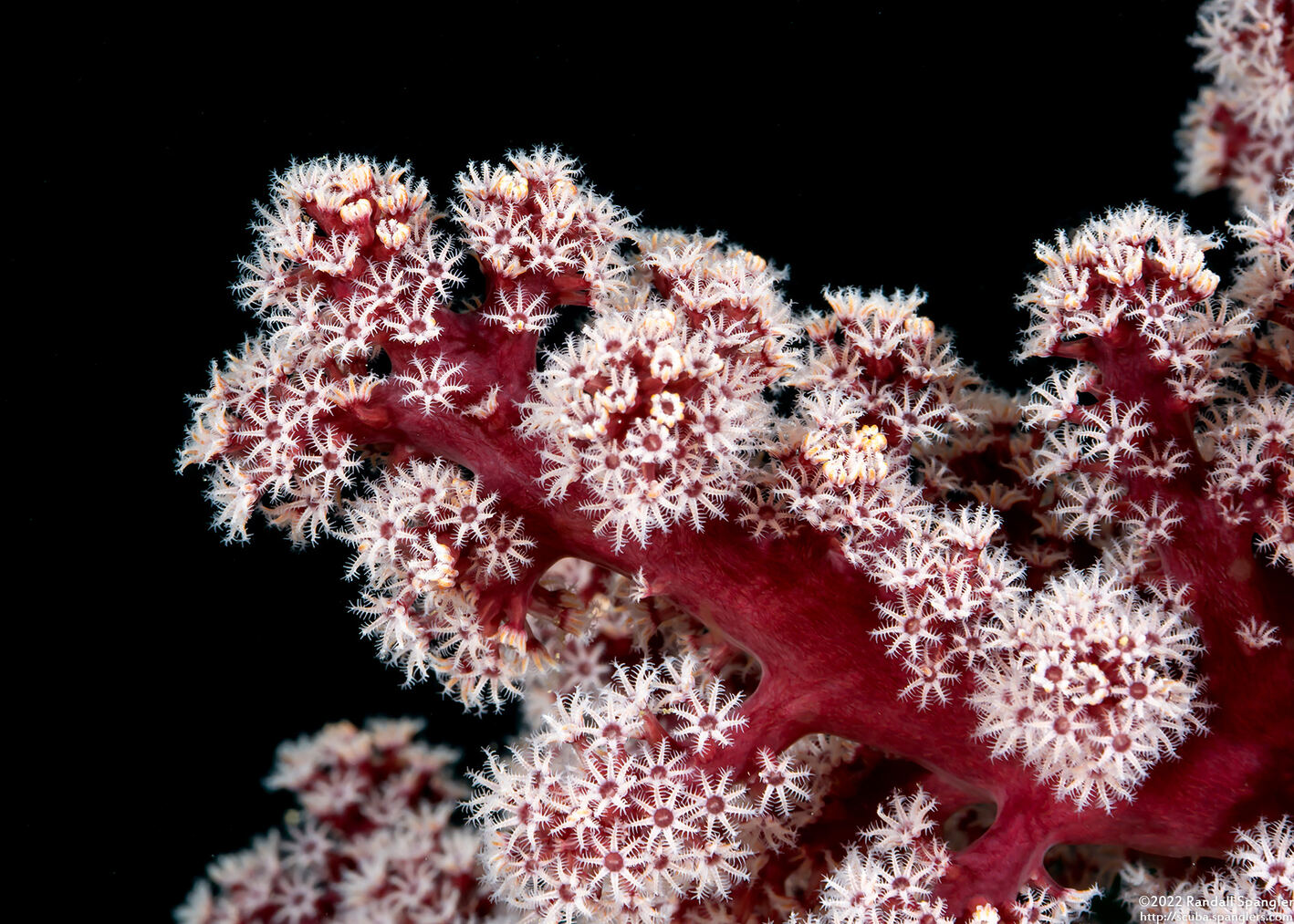 Siphonogorgia sp.2 (Siphonogorgia sp.2)