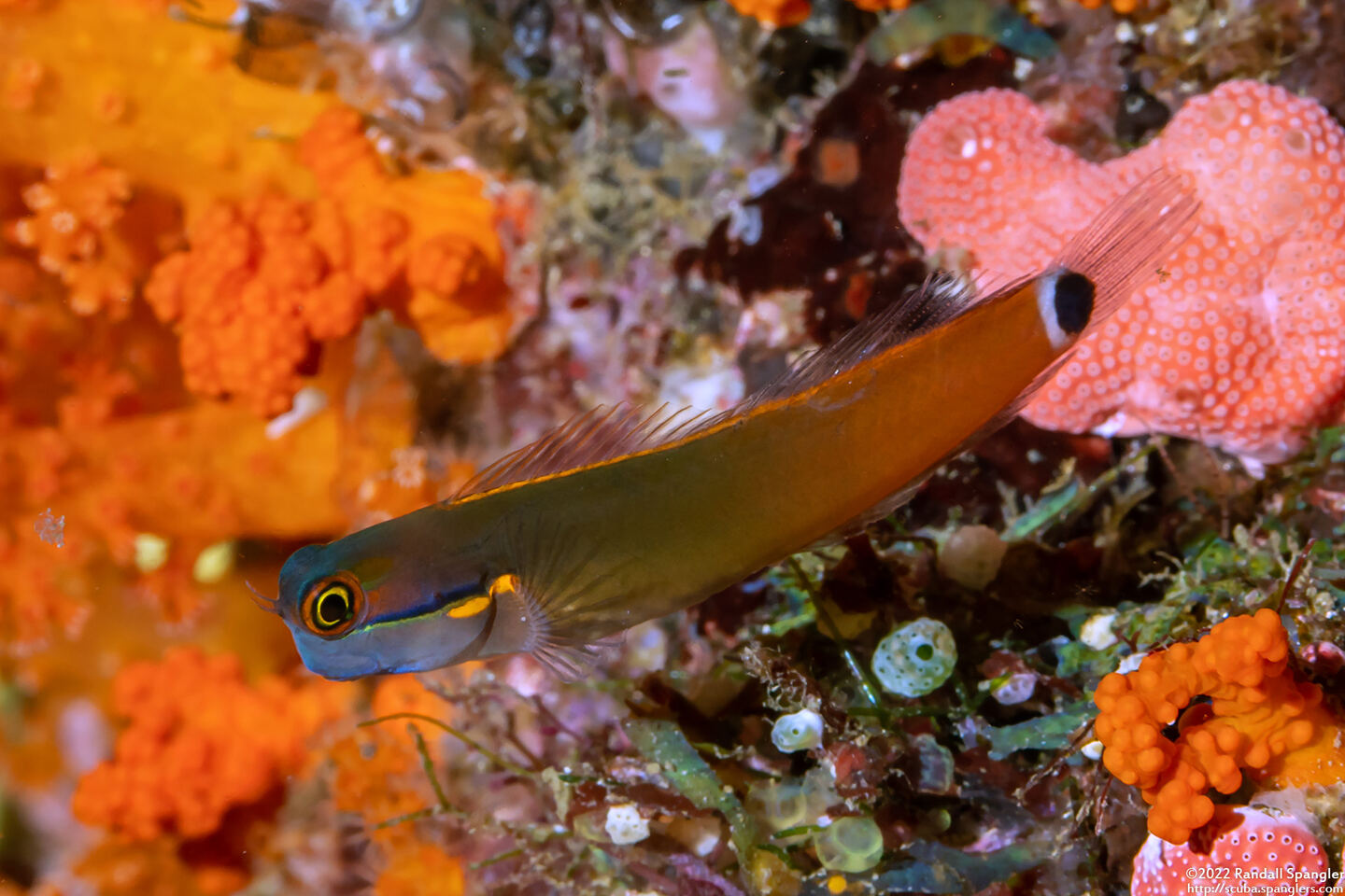 Ecsenius stigmatura (Tailspot Coralblenny)