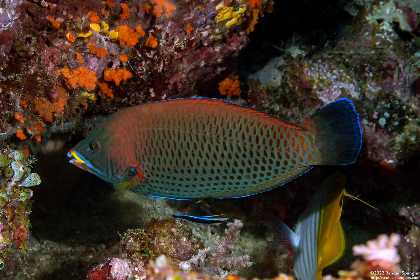 Pseudodax moluccanus (Chiseltooth Wrasse)
