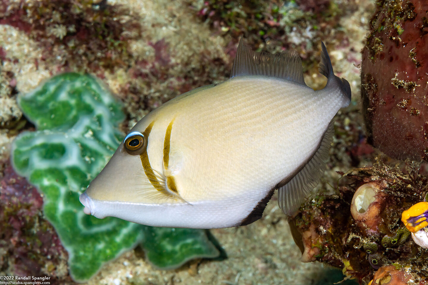 Sufflamen bursa (Scythe Triggerfish)