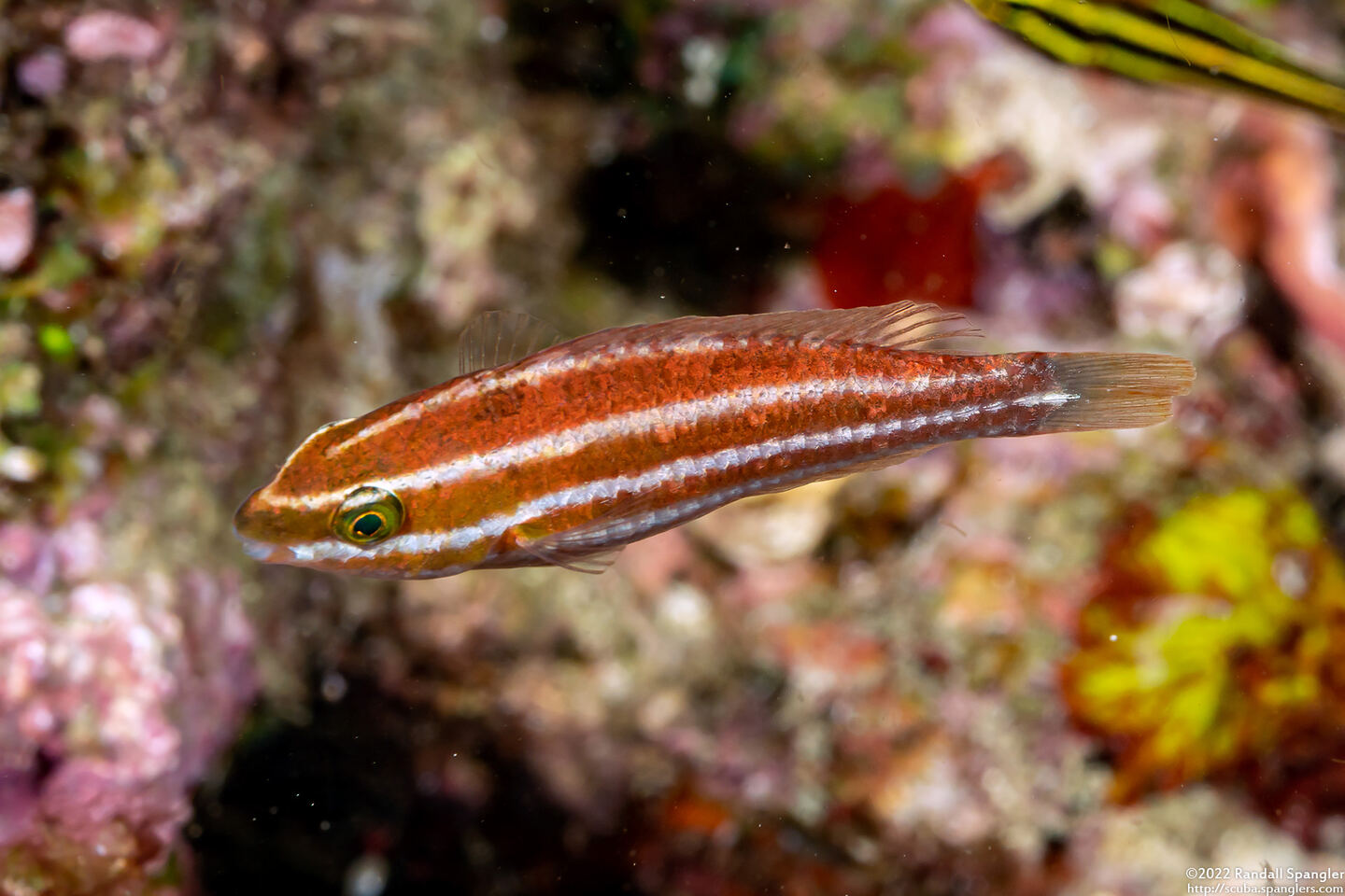 Chlorurus spilurus (Bullethead Parrotfish)