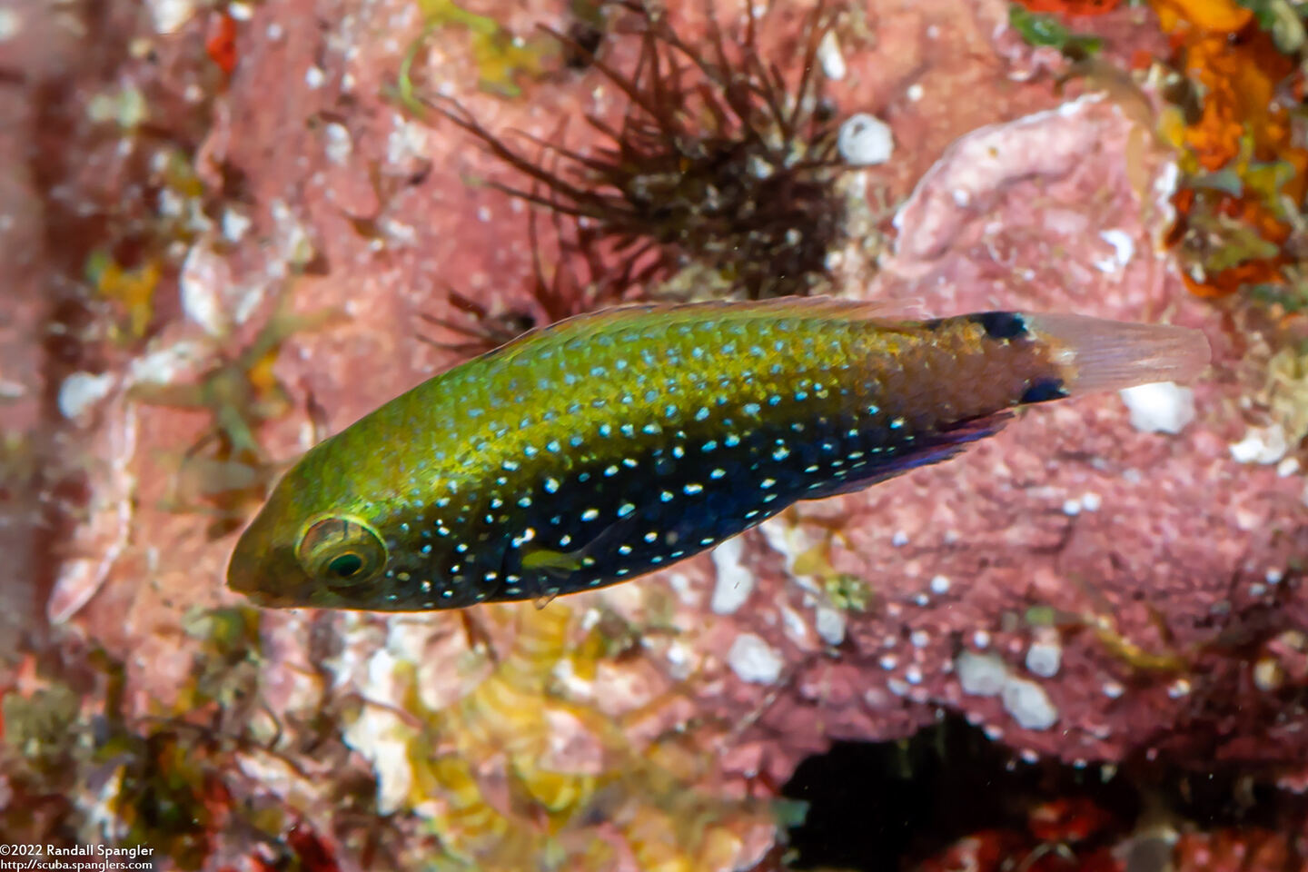 Scarus niger (Dusky Parrotfish)