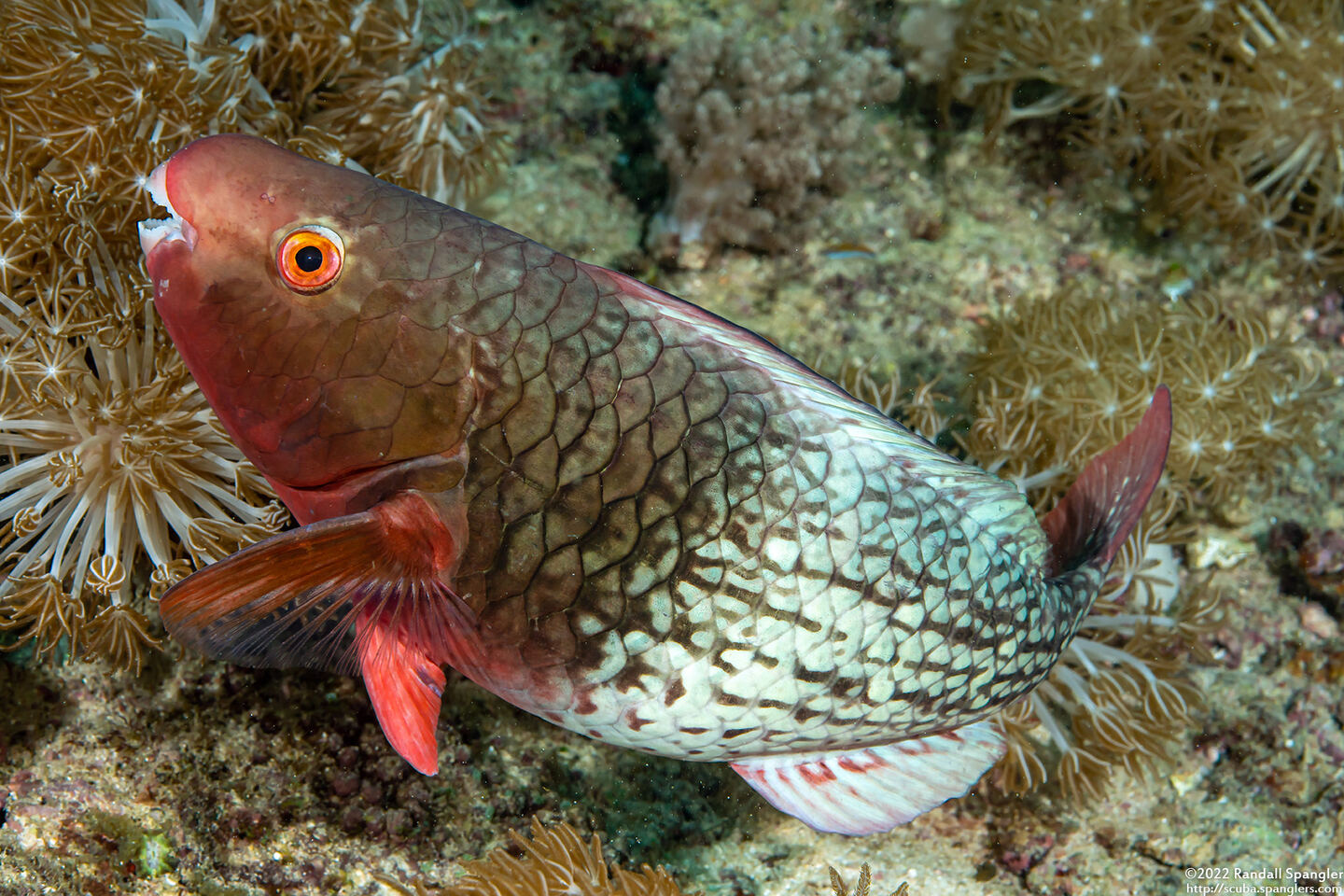 Scarus rubroviolaceus (Redlip Parrotfish)