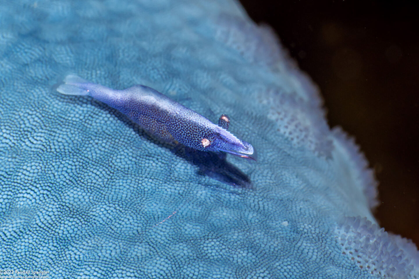 Zenopontonia soror (Sea Star Shrimp)