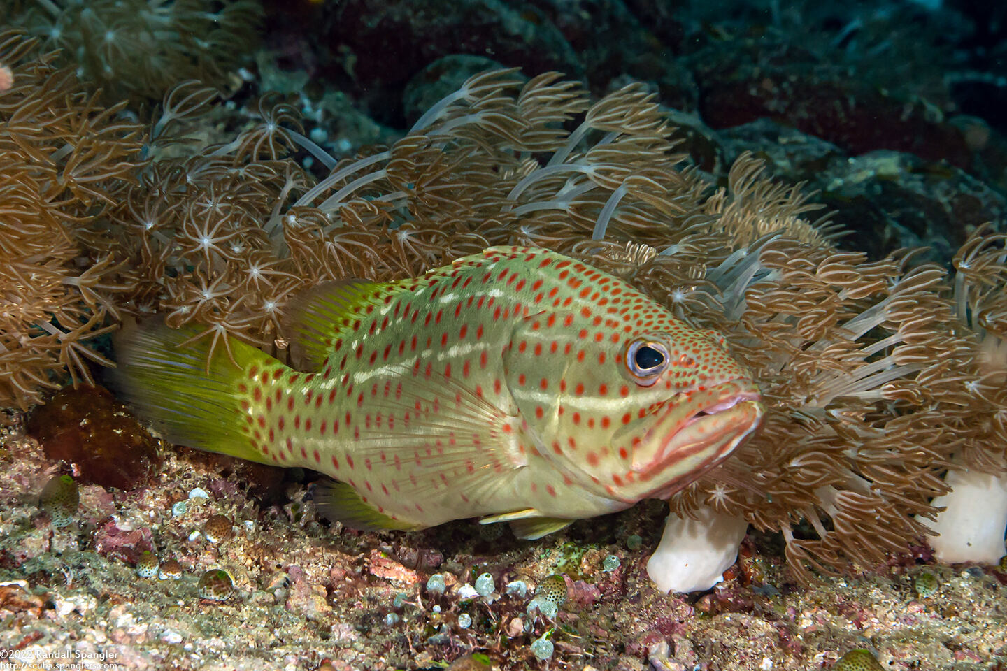Anyperodon leucogrammicus (Slender Grouper)