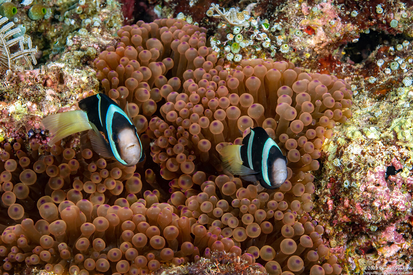 Amphiprion clarkii (Clark's Anemonefish)