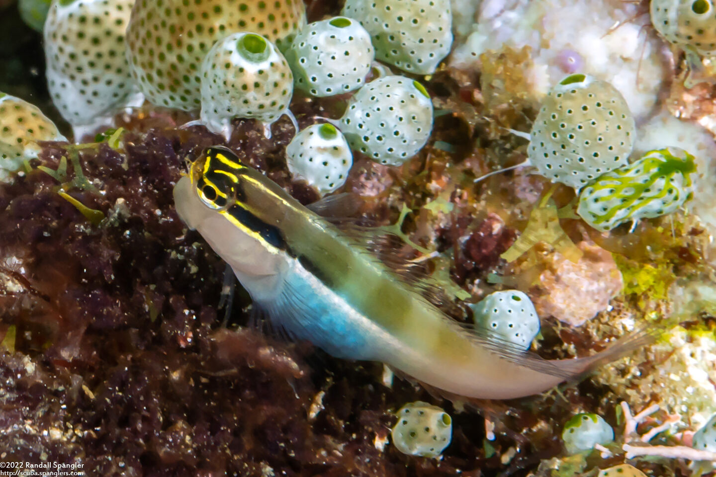Ecsenius bandanus (Banda Coralblenny)