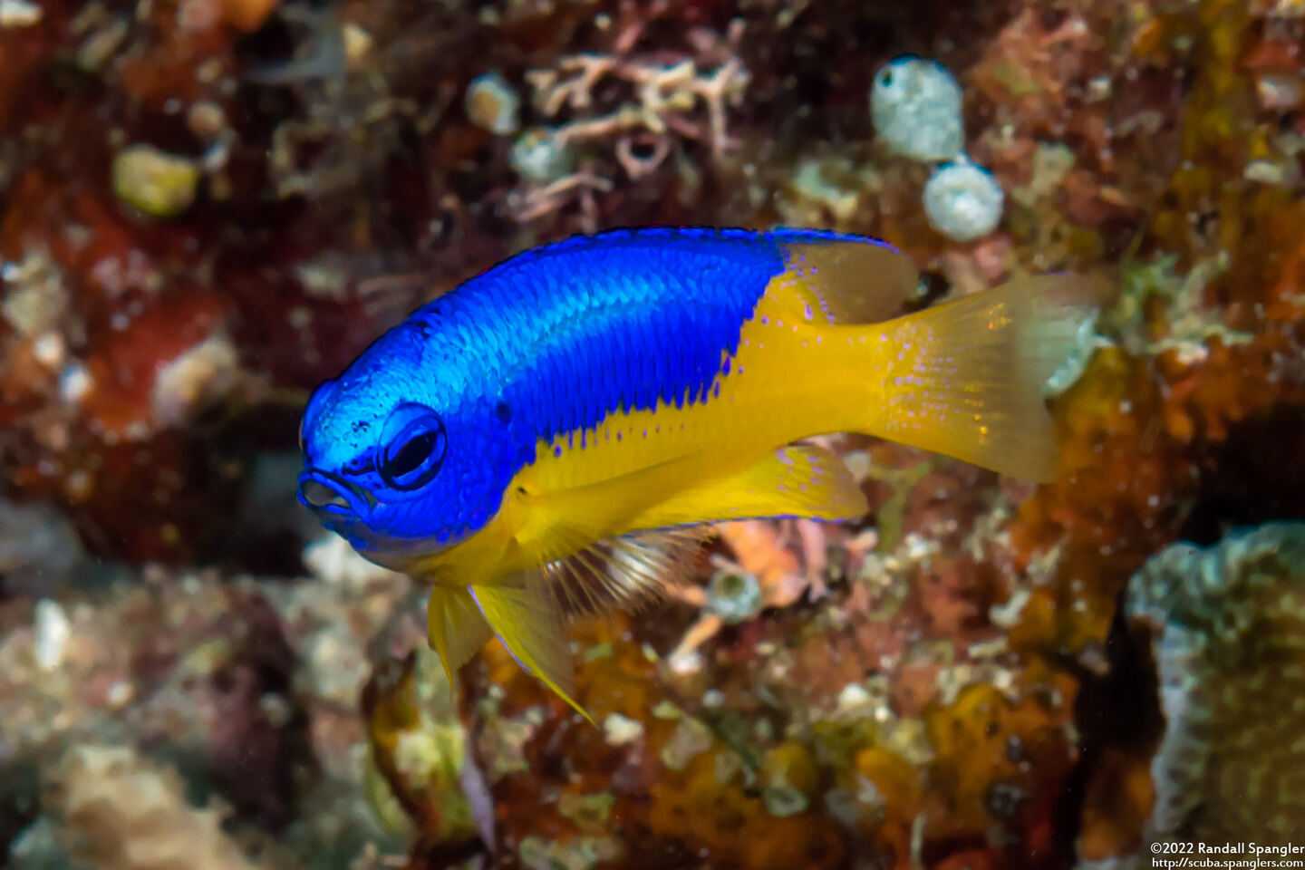 Pomacentrus auriventris (Goldbelly Damsel)