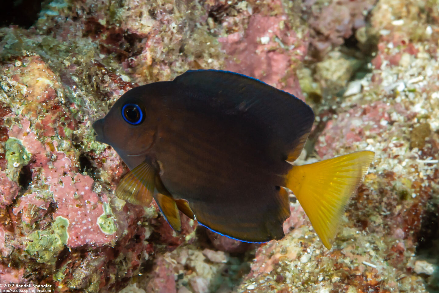 Ctenochaetus binotatus (Twospot Bristletooth)