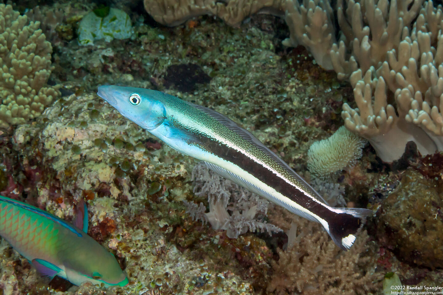 Malacanthus latovittatus (Blue Blanquillo)