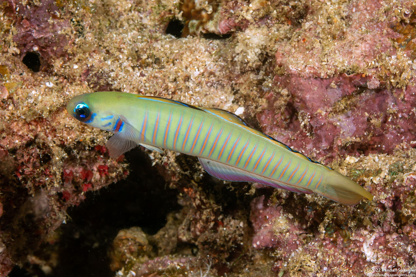 Ptereleotris zebra (Zebra Dartfish)