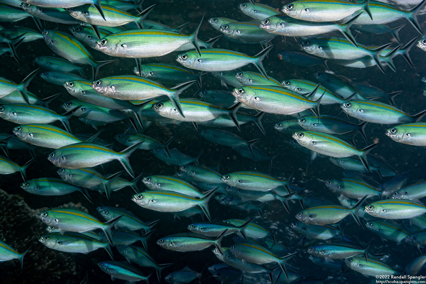 Caesio caerulaurea (Scissortail Fusilier)