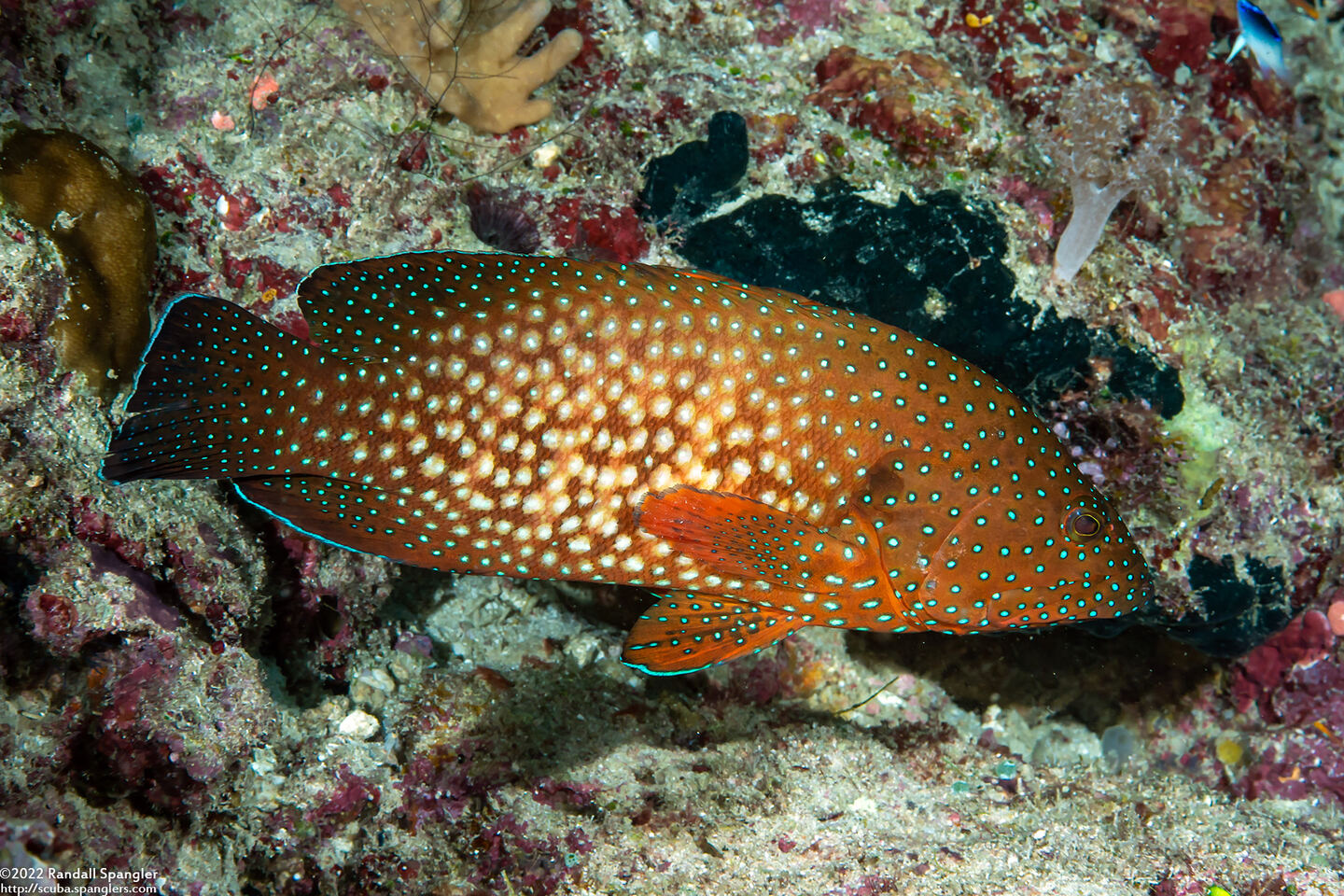 Cephalopholis cyanostigma (Bluespotted Grouper)