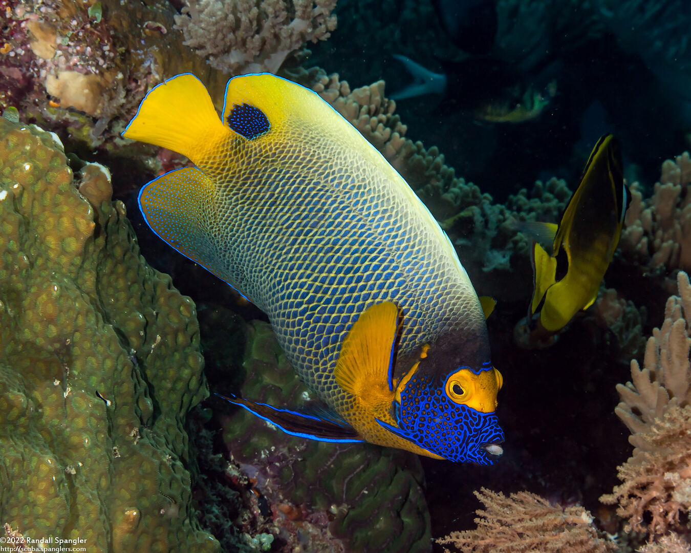 Pomacanthus xanthometopon (Yellow-Mask Angelfish)