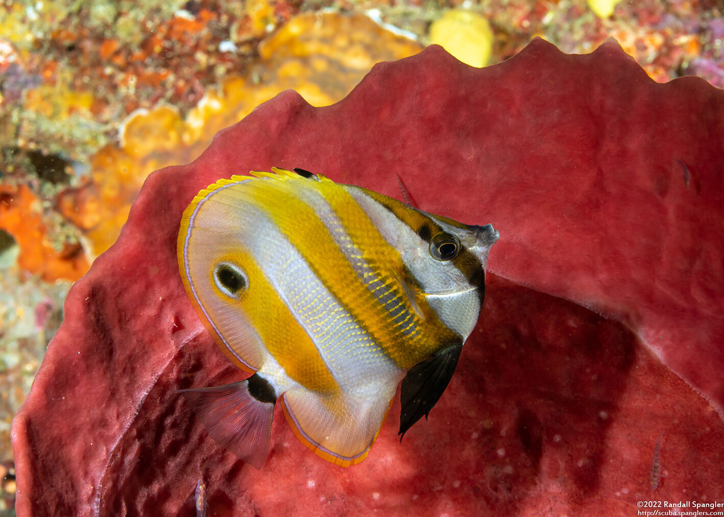 Coradion chrysozonus (Orange-Banded Coralfish)