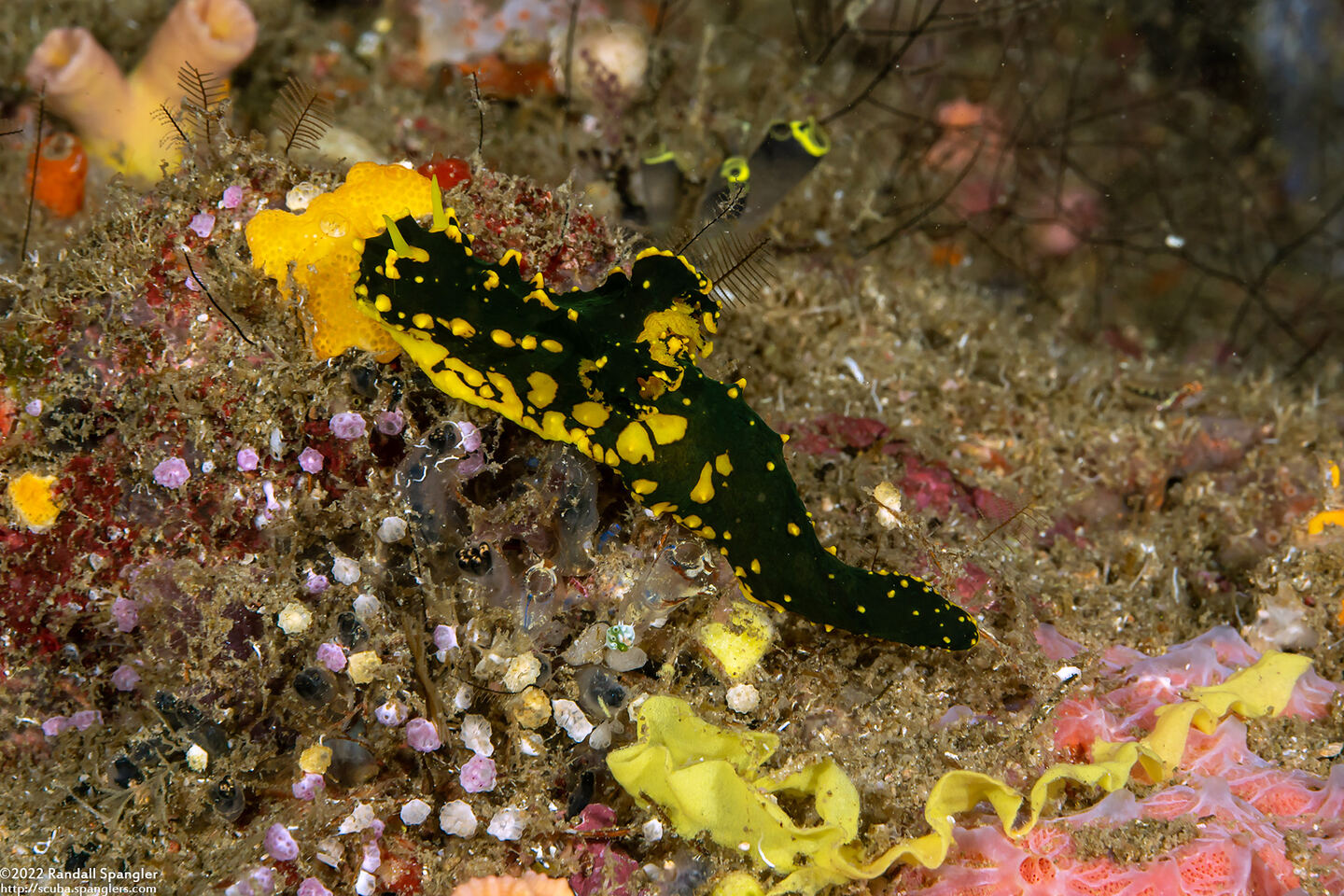 Notodoris gardineri (Gardiner's Banana Nudibranch)